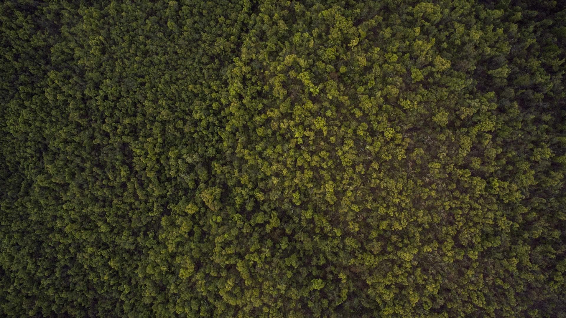 Majestic Sri Lankan Elephant