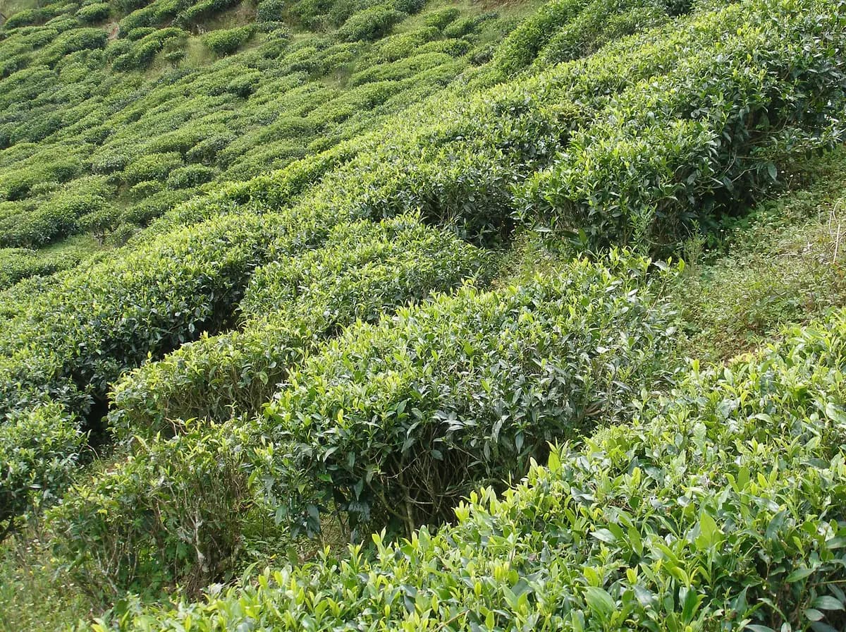 Nuwara Eliya Highlands