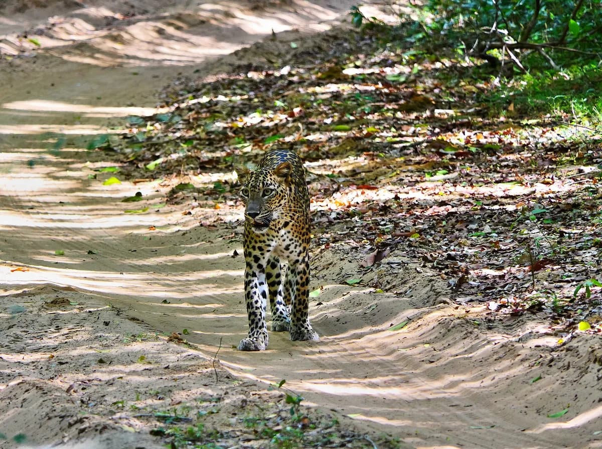 Wilpattu National Park