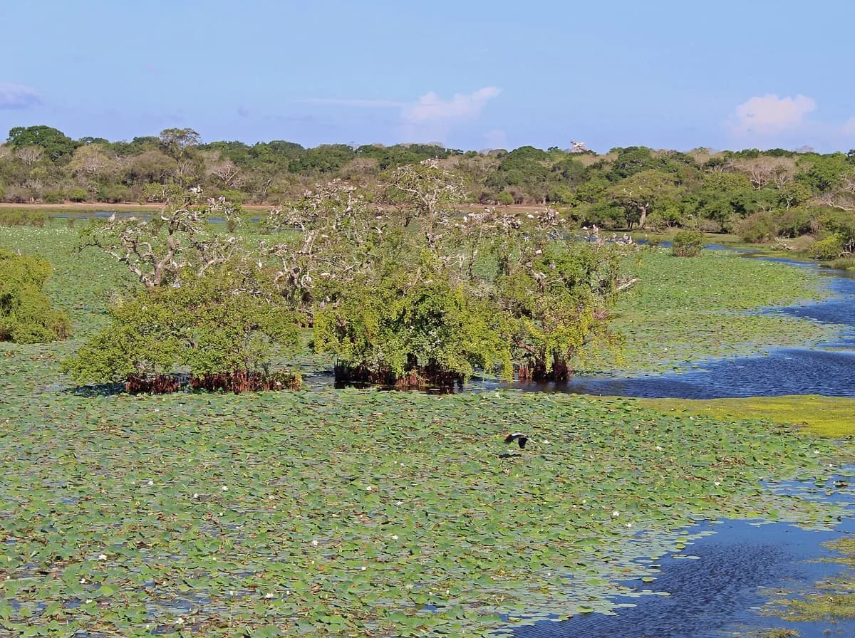 Kumana National Park
