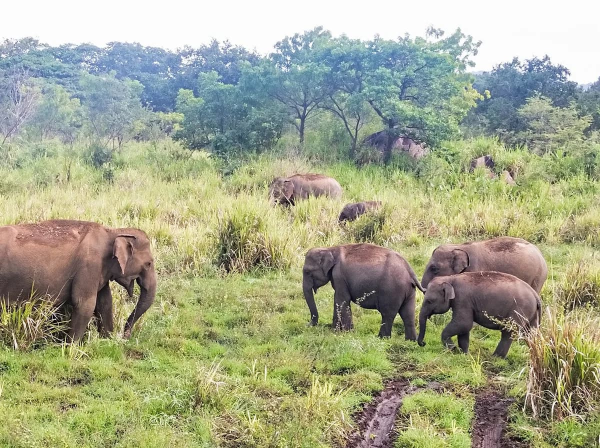Habarana Wildlife Safari