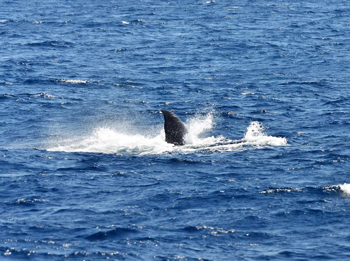 Whale Watching in Mirissa