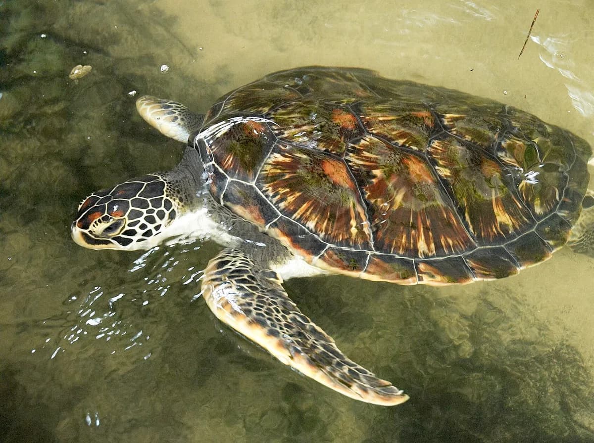 Turtle Watching in Rekawa